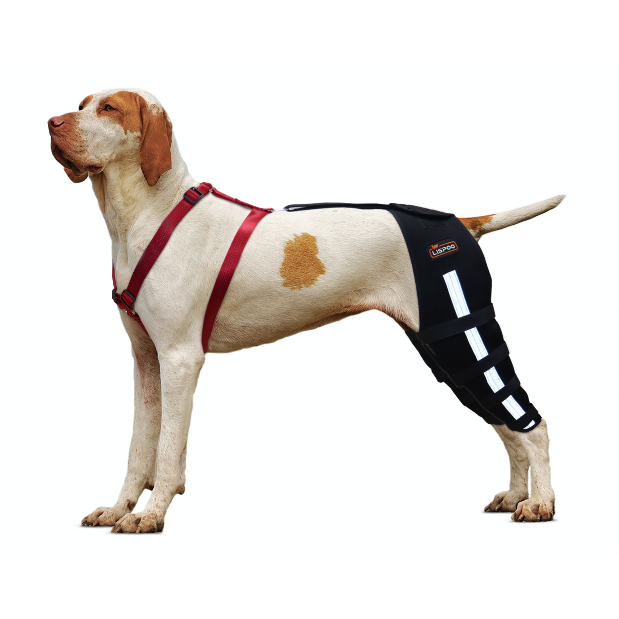 Dog Back Leg Braces – Pair Of Hock Supports For Hind Legs, ACL Recovery, XS To L