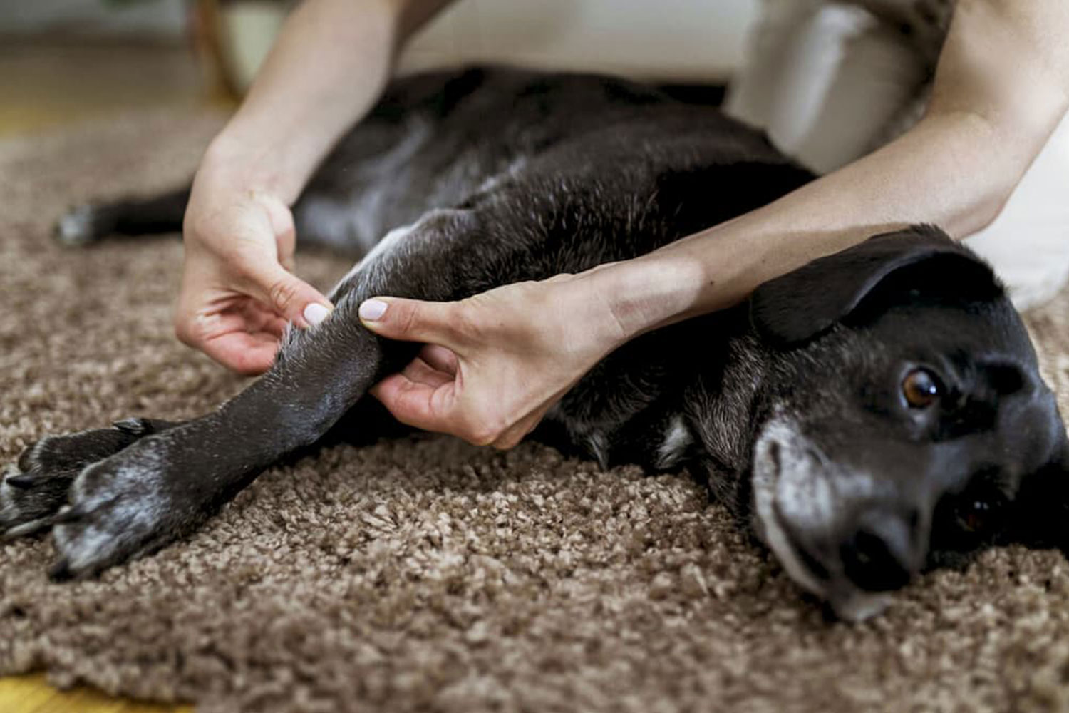 View of How to Help a Dog with Arthritis？
