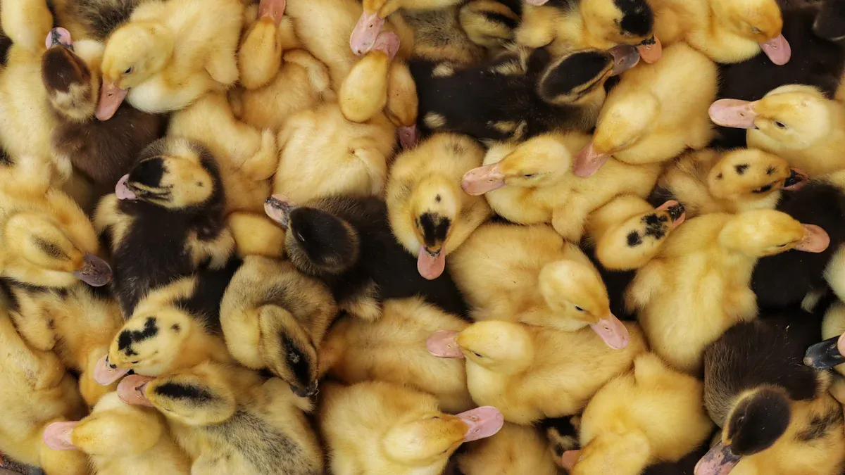 Duck Hatching Time Natural Incubation DaybyDay Timeline