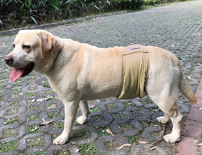 DOGLEMI Reusable Washable Dog Belly Band