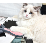 Cat Dog Hair Removal Beauty Massage Brush