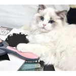Cat Dog Hair Removal Beauty Massage Brush