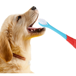 Cat Dog Pet Dual Ended Toothbrush Oral Cleaning Brush For Easy Teeth Cleaning And Dental Care