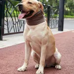 Solid Color Double Sided Dog Scarf