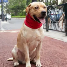Solid Color Double Sided Dog Scarf06