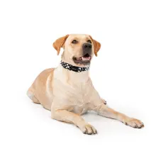 QQPETS Printing Trendy Adjustable Dog Collar03
