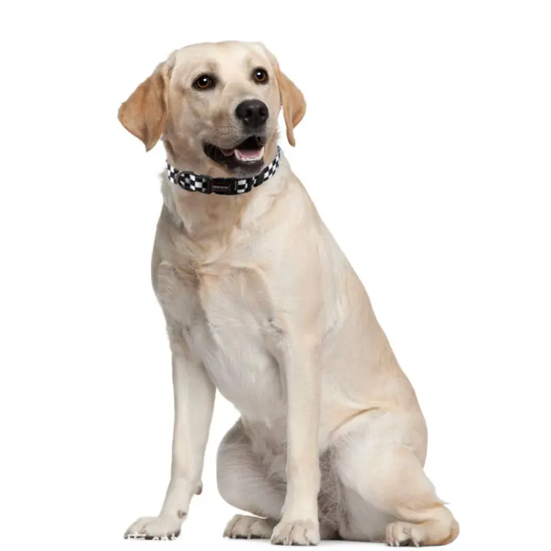 QQPETS Printing Trendy Adjustable Dog Collar04