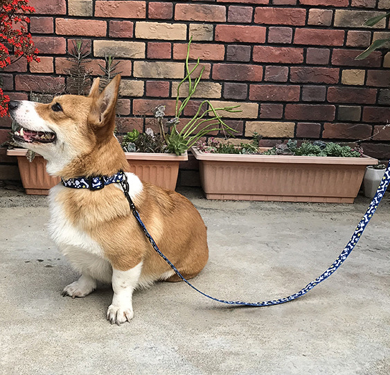 QQPETS Printing Trendy Adjustable Dog Collar