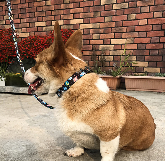 QQPETS Printing Trendy Adjustable Dog Collar