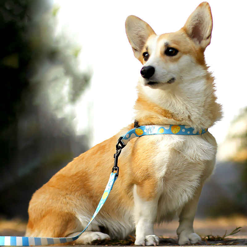 Dog Collar Leash Set With Adjustable Pet Collar And Strangle Resistant P Leash