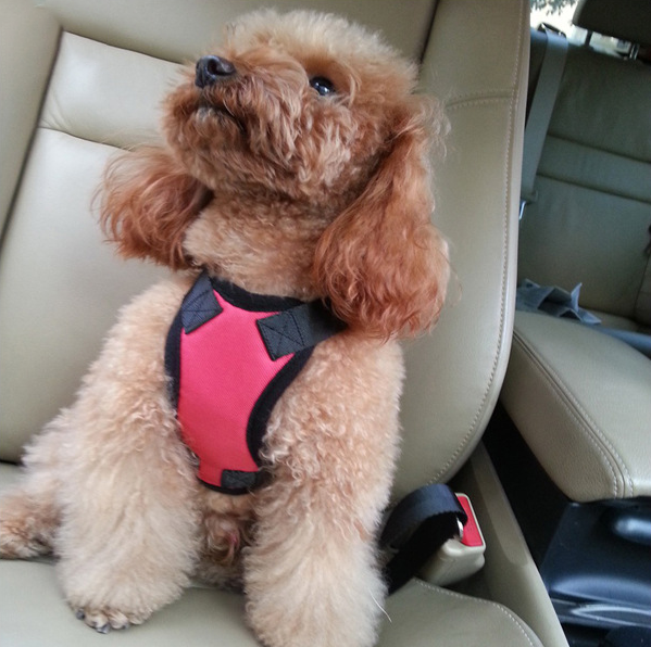 Alphabet Style Dog Harness With Car Seat Belt