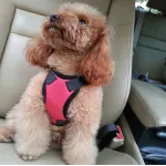 Alphabet Style Dog Harness With Car Seat Belt