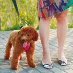 Alphabet Style Dog Harness With Car Seat Belt