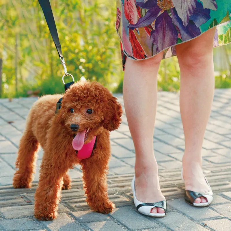 Alphabet Style Dog Harness With Car Seat Belt