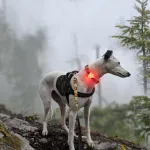 CAT DOG Training Equipment Pet Night Out LED Warning Light Waterproof Anti-lost Pet Light