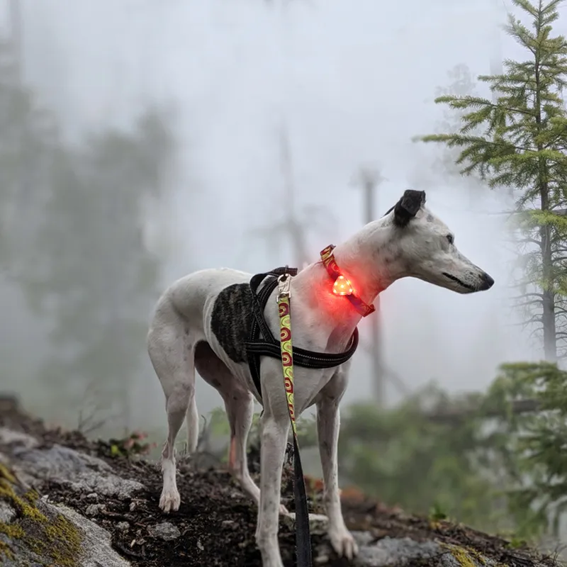 CAT DOG Training Equipment Pet Night Out LED Warning Light Waterproof Anti-lost Pet Light