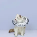 Cat Recovery Collar for Postoperative