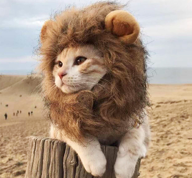 CAT Hat & Scarf Headdress Wig Hat Pet Cat Head Cover Cat Costume Lion Head Cover