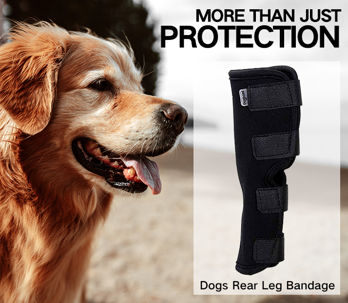 Dog Hock Braces Fix Hock Joint Damage