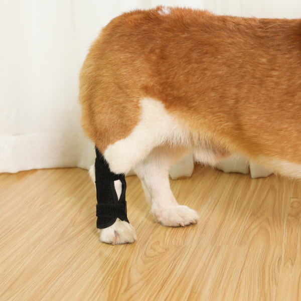 Dog Leg Brace for Fix Hock