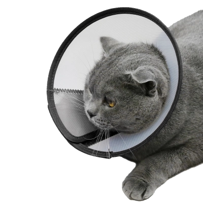 Cat Dog Cones Translucent Collars 02