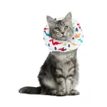 Cat Recovery Collar for After Surgery