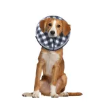 Inflatable Cat Dog Collar for Postoperative Recovery 