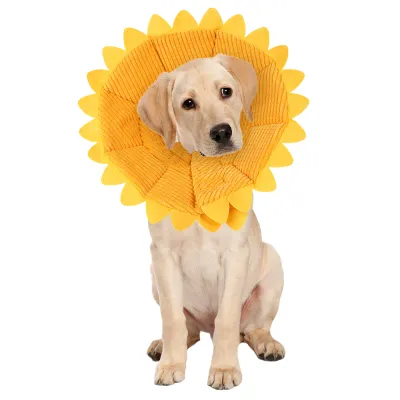 Sunflower Cats Dogs Cones 02