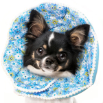 Elizabethan Collar for Cats Dogs