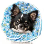 Elizabethan Collar for Cats Dogs