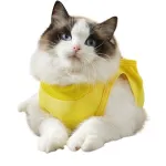 Cat Recovery Suit for Anti Licking Wounds