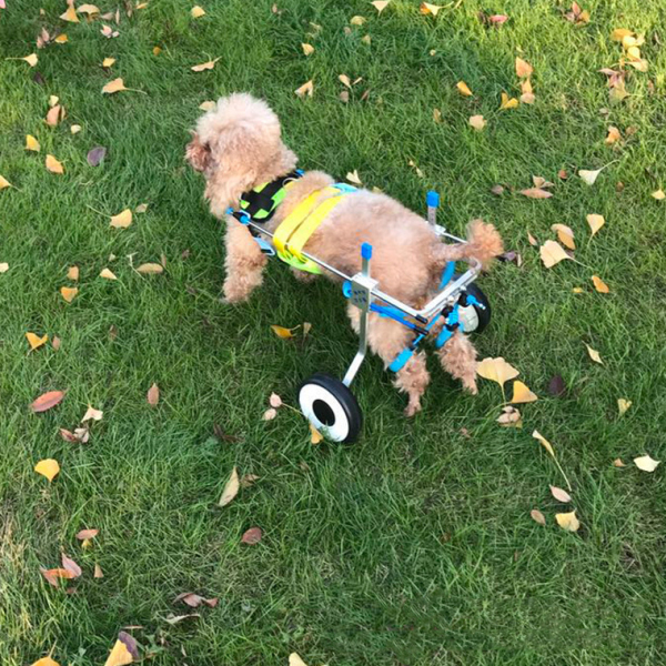 Adjustable Dog Wheelchairs for Back Legs Paralyzed Dog