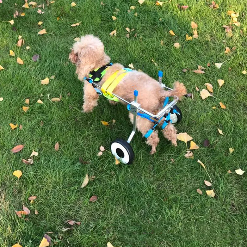 Adjustable Dog Wheelchairs for Back Legs Paralyzed Dog02