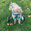 Adjustable Dog Wheelchairs for Back Legs Paralyzed Dog