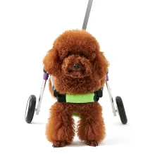 Advanced Dog Wheelchairs For Small Dogs02