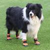 Waterproof Dog Boots For Hiking