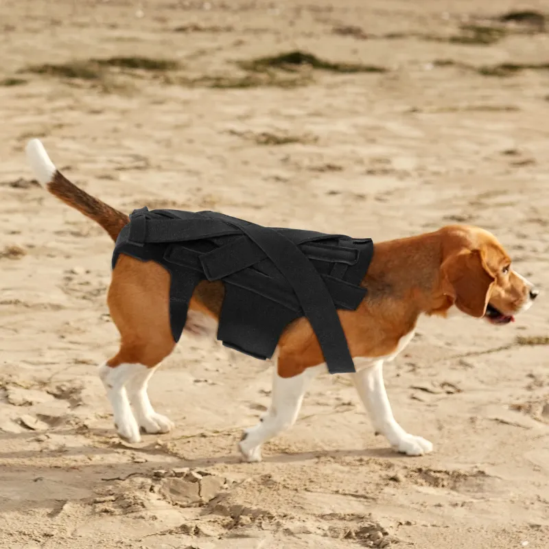 Dog Back Brace for IVDD07