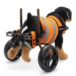 Dog Wheelchairs For Disabled Dogs