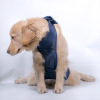 Dog Lift Harness With Handle