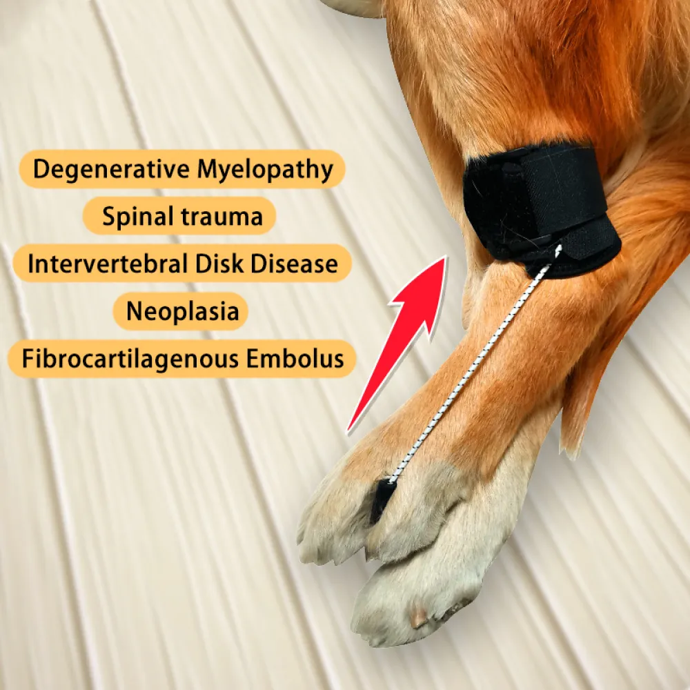Dog NO-Knuckling Training Brace