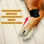 Dog NO-Knuckling Training Brace