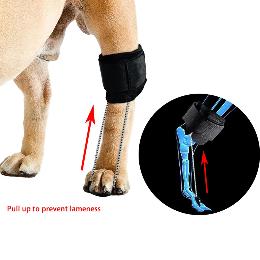 Dog NO-Knuckling Training Brace