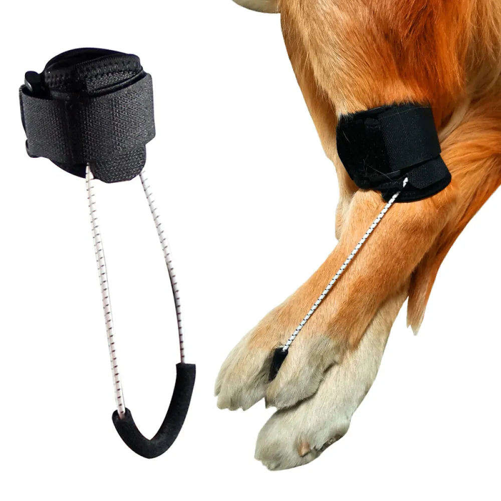 Dog NO-Knuckling Training Brace