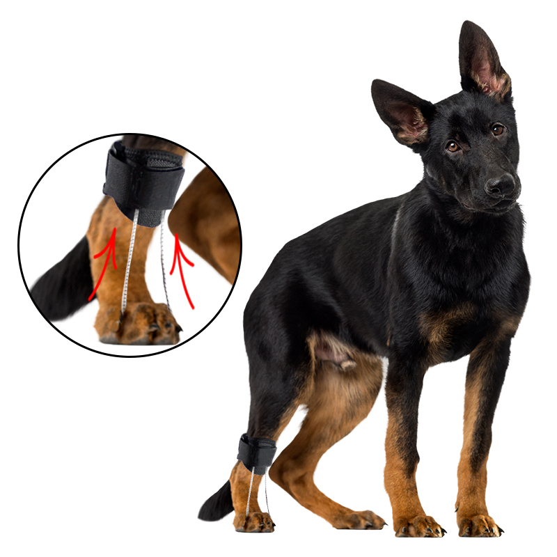 Dog NO-Knuckling Training Brace