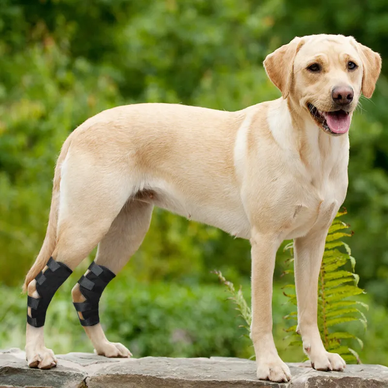Dog Leg Braces for Fix Hock Sprains08