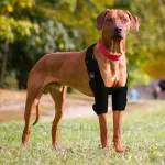 LISPOO Dog Elbow Braces For Offers Elbow Support And Protection