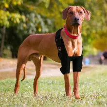 LISPOO Dog Elbow Braces For Offers Elbow Support And Protection03