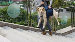 Dog Mobility Support Sling for Waist 01