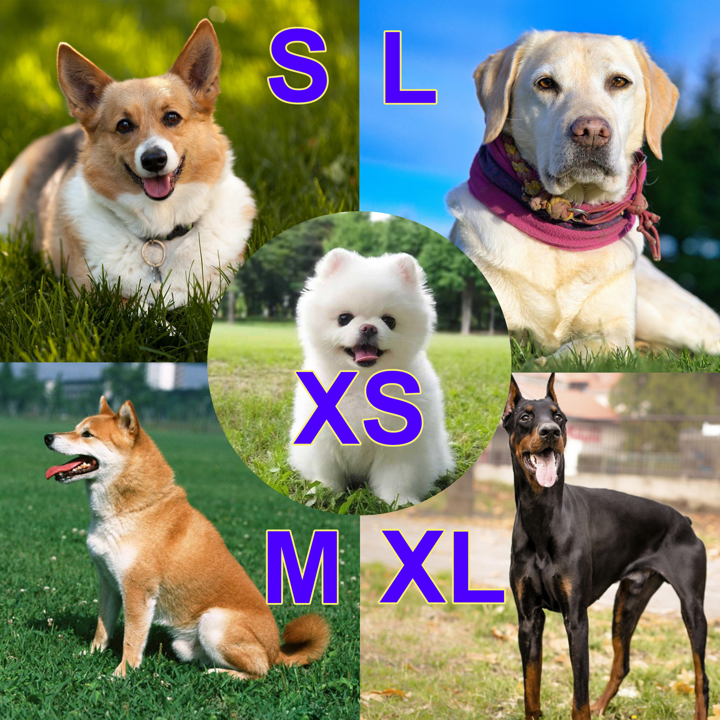 Advanced Dog Wheelchairs For Small Dogs