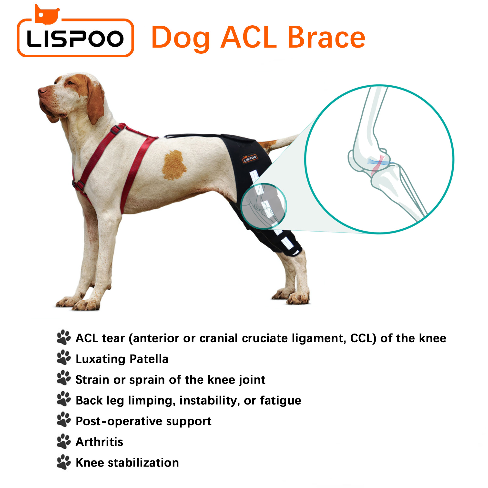 Dog rear leg brace for 2025 torn acl